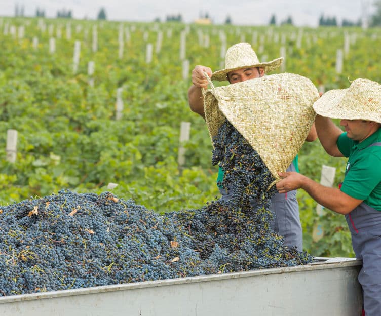 Azerbaijan's Wine Heritage